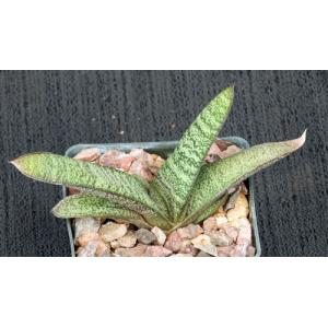 Gasteria batesiana (Mr Minaar) 3-inch pots