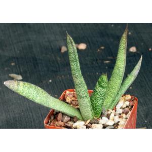 Gasteria batesiana var. dolomitica (Penge) 4-inch pots
