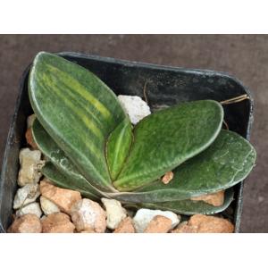 Gasteria batesiana variegate 2-inch pots