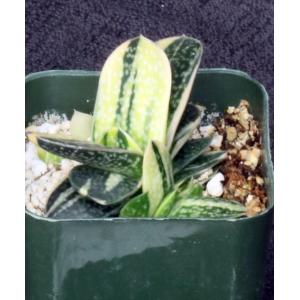 Gasteria batesiana variegate 2-inch pots