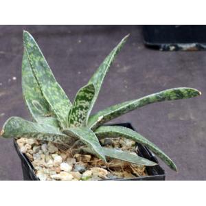 Gasteria brachyphylla var. brachyphylla (FA 848) 5-inch pots