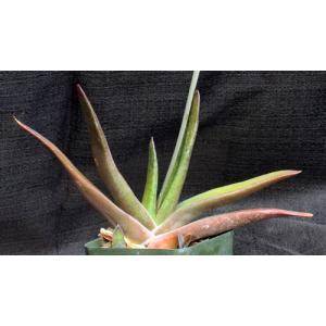 Gasteria brachyphylla x excelsa 4-inch pots