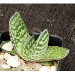 Gasteria cv Peg’s Big Boy 2-inch pots