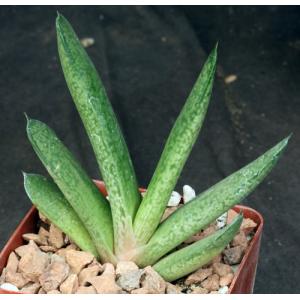 Gasteria doreeniae (Swartwaterpoort, RSA) 4-inch pots