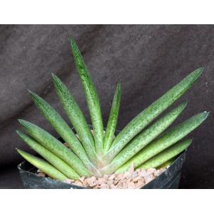 Gasteria doreeniae (Swartwaterpoort, RSA) one-gallon pots