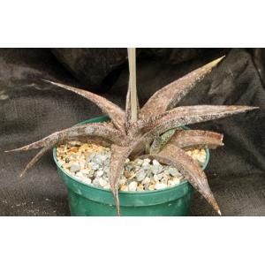 Gasteria ellaphieae (EVJ 11032) 6-inch pots