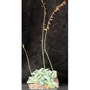 Gasteria glomerata one-gallon pots