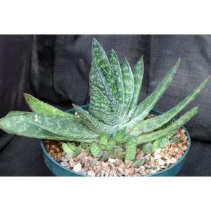 Gasteria nitida 8-inch pots