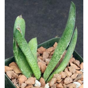 Gasteria penduliflora 4-inch pots