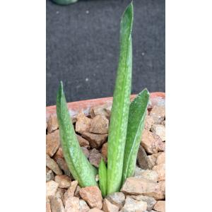 Gasteria penduliflora 3-inch pots