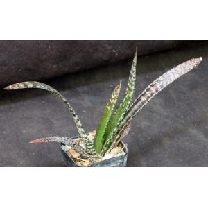 Gasteria pulchra (Keurkloof) 2-inch pots