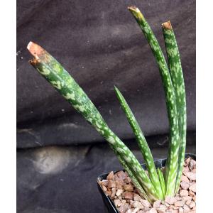 Gasteria pulchra 5-inch pots