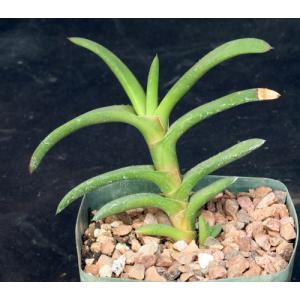 Gasteria rawlinsonii 5-inch pots