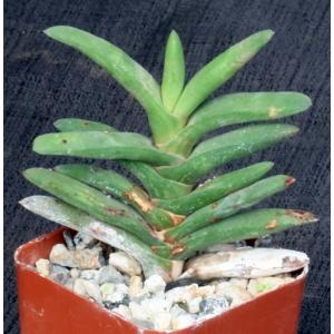 Gasteria rawlinsonii 3-inch pots