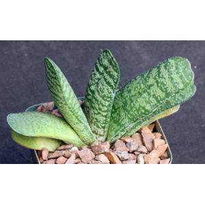 Gasteria retusa 4-inch pots