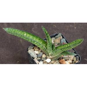 Gasteria thunbergii 2-inch pots