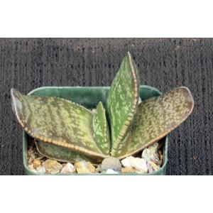 Gasteria vlokii 3-inch pots