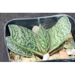 Gasteria vlokii 2-inch pots