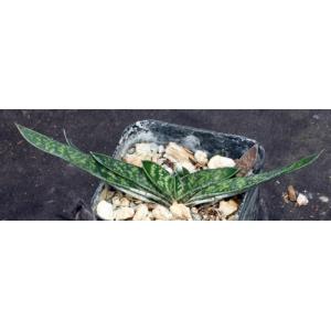 Gasteria bicolor var. liliputana 2-inch pots