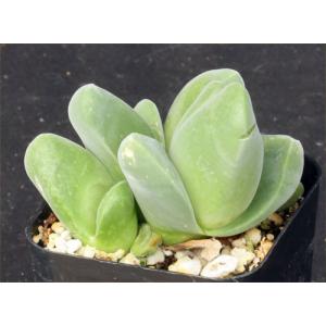 Gibbaeum dispar 2-inch pots