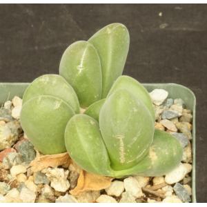 Gibbaeum dispar 4-inch pots