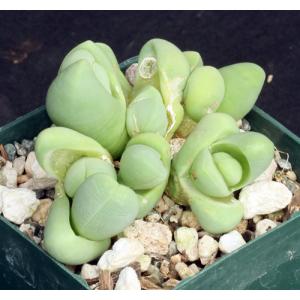 Gibbaeum heathii 3-inch pots
