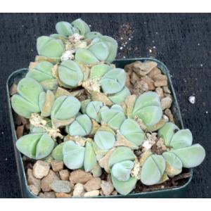 Gibbaeum dispar 4-inch pots