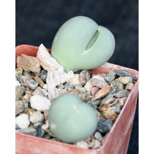 Gibbaeum heathii 3-inch pots