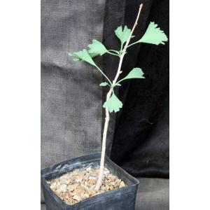 Ginko biloba one-gallon pots
