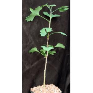 Ginko biloba 5-inch pots