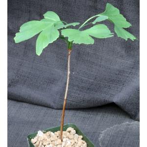 Ginko biloba 4-inch pots