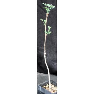 Ginko biloba 5-inch pots