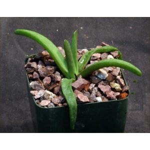 Glottiphyllum carnosum 4-inch pots