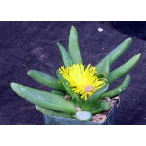 Glottiphyllum fergusoniae 4-inch pots