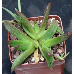 Glottiphyllum regium 4-inch pots