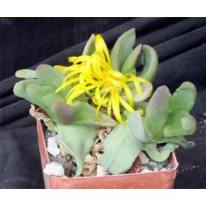 Glottiphyllum carnosum 3-inch pots