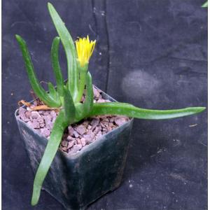 Glottiphyllum cruciatum 4-inch pots