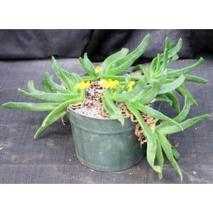 Glottiphyllum cruciatum 8-inch pots