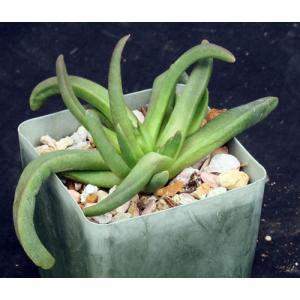 Glottiphyllum fergusoniae 4-inch pots
