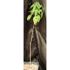 Gossypium thurberi one-gallon pots