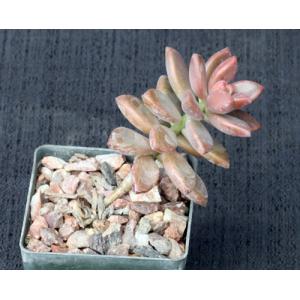 Graptopetalum paraguayense 3-inch pots