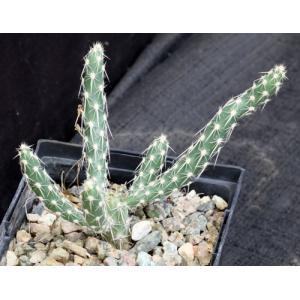 Grusonia reflexispina 5-inch pots