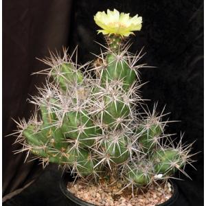 Grusonia invicta 2-gallon pots