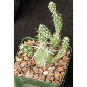 Grusonia clavata 3-inch pots
