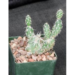 Grusonia clavata 4-inch pots