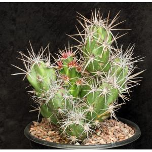 Grusonia invicta 2-gallon pots