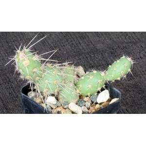 Maihueniopsis glomerata fm russelii 2-inch pots