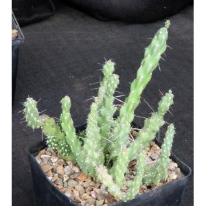 Grusonia reflexispina one-gallon pots
