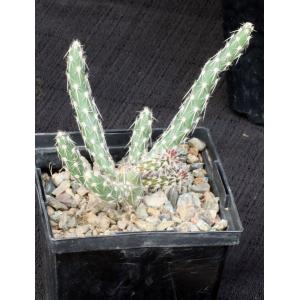 Grusonia reflexispina 5-inch pots
