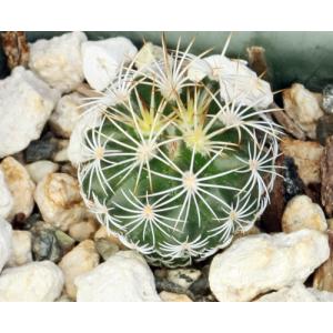 Gymnocactus horripilus 2-inch pots